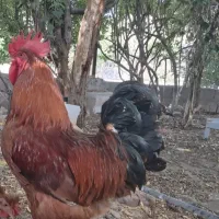 فروش تخم مرغ نطفه دارهلندی نژاددار درجه یک