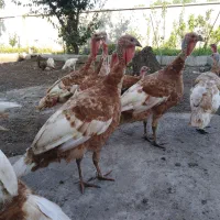 بوقلمون نژاد بوربون اصل گوشتی درجه یک