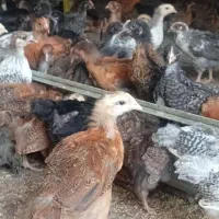 جوجه یک ماهه گلپایگان و محلی اصلاح شده
