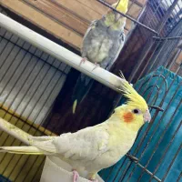 طوطی عروس هلندی جفت مولد