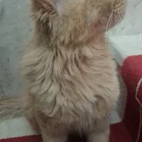 گربه نر