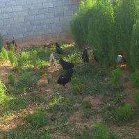 فروش مرغ بلک استار