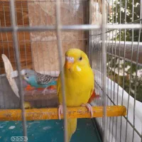 پرنده همراه قفس