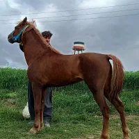 نریون۶سال یورقه تند