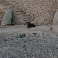 یک عدد سگ ماده واگذار میشه