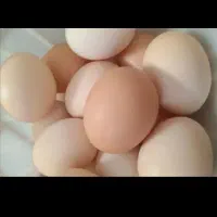 تخم مرغ محلی