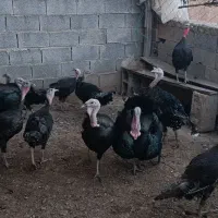 بوقلمون برنز (محلی) نر و تخم بوقلمون