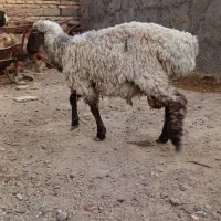 گوسفند وبره پنج ماه