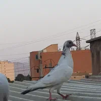 کبوتر