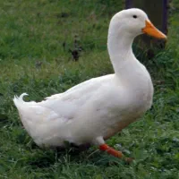 اردک
