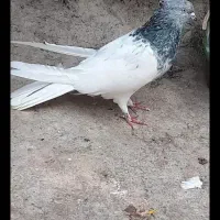 سبز پرغلط