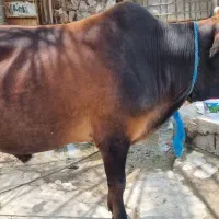 جلب