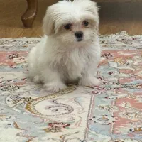 سگ شیتزو پودل سفید و کرم