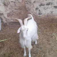 بز نر سانن
