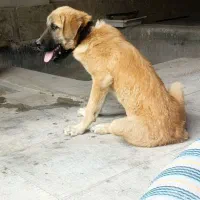 توله پژدر