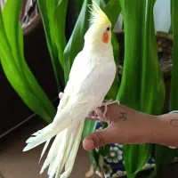 عروس هلندی ماده