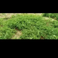 نشا گوجه فرنگی