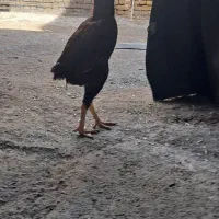 خروس لاری جوان و مرغ