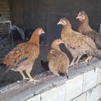 مرغ و خروس