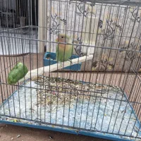 جوجه طوطی برزیلی دونه خور