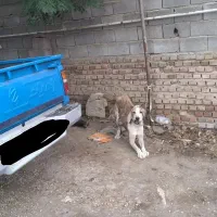 توله الابای اصیل