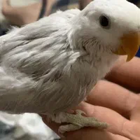 جوجه کوتوله برزیلی رزیکولیس مارال
