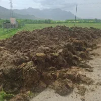 کود گوسفندی