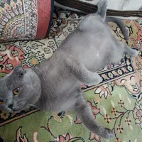 گربه گم شده مژدگانی زیاد