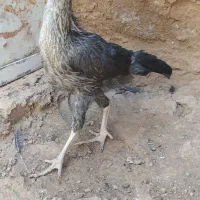 مرغ لاری جوجه ۵ ماه