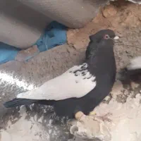 سینه سیاه