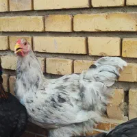 ۴عدد خروس برهما پنج ماهه
