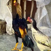 ۲ عدد مرغ در حال تخم و یک خروس پشت اتیشی