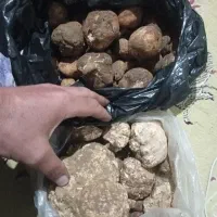 دنبل و اغر کوهی