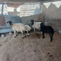 گوسفند