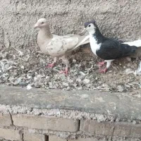 کبوتر پرنده