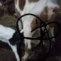 گاو شیری تازه زا