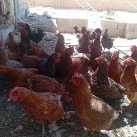 مرغ تخم گذار