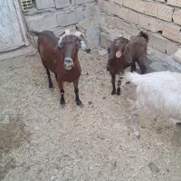 بزکردار