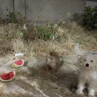 واگزاری سگ پاکوتاه شیتزو