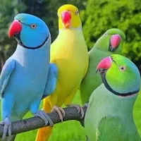 مراقبت از پرنده کوچک شما مثل عضو خانواده خودم