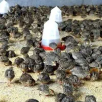 بلدرچین بالغ تخم گذار