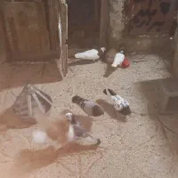 کفتر