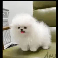 پوم پوم