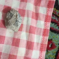 یک عدد فسیل بسیار سالم تمیز از حشرات