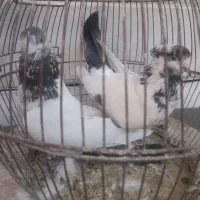کله دمسبز مهر نرو ماده