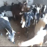 بزو بزغاله
