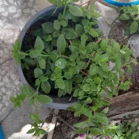 گل ناز رونده