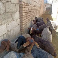 میش آبستن و زاییده