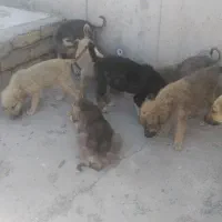 توله سگ