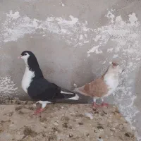 شهری